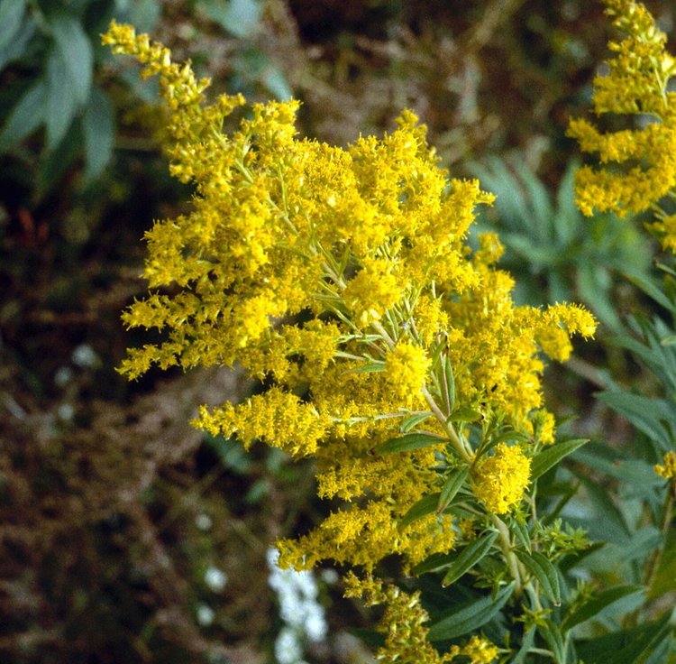 Showy Goldenrod (Solidago speciosa)