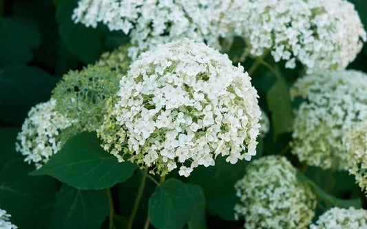 Smooth Hydrangea (Hydrangea arborescens)