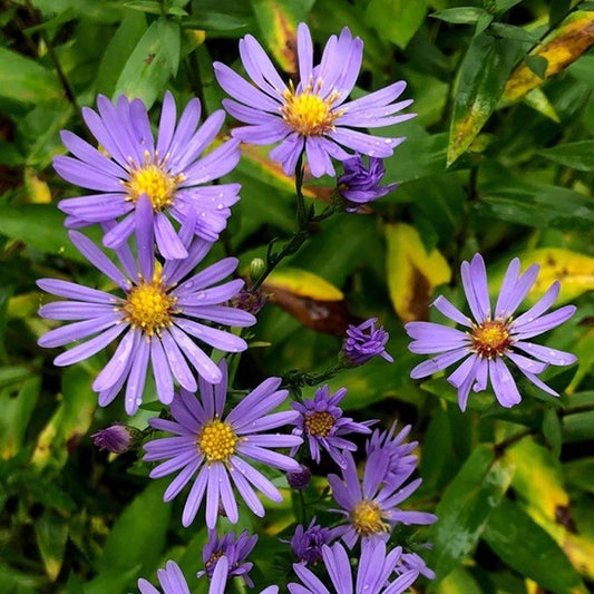 Smooth Aster (Aster laevis)