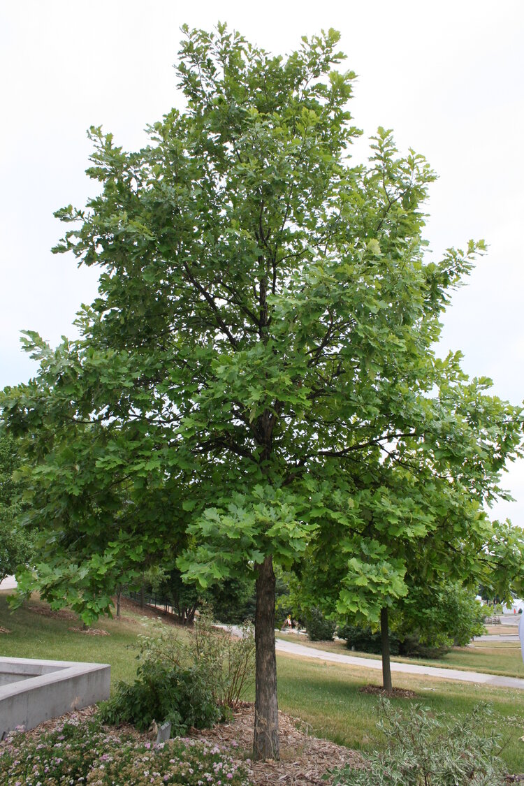 Swamp White Oak (Quercus bicolor)