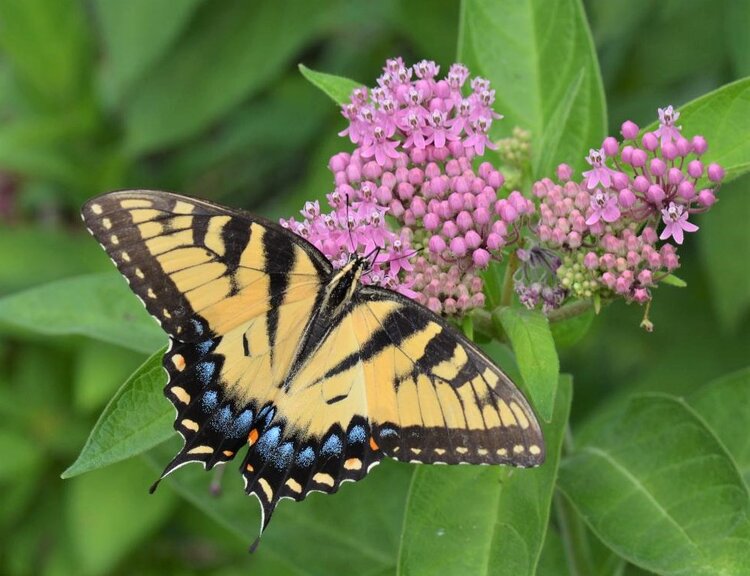 Swamp Milkweed (Asclepias incarnata)