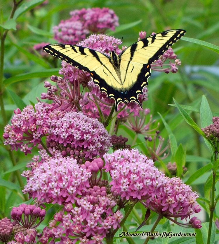 Swamp Milkweed (Asclepias incarnata)