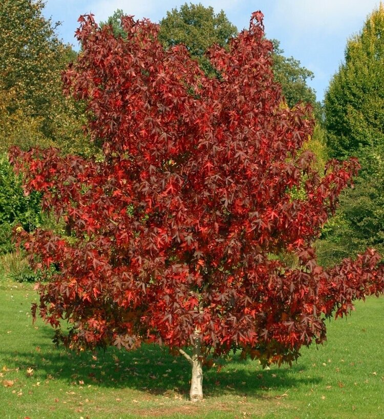 Sweetgum (Liquidambar styraciflua)