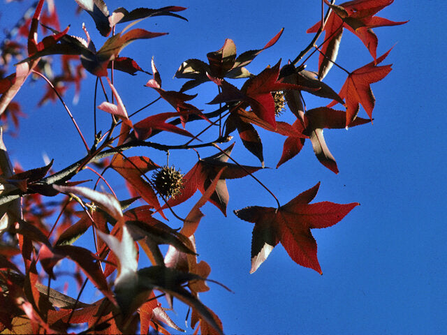 Sweetgum (Liquidambar styraciflua)