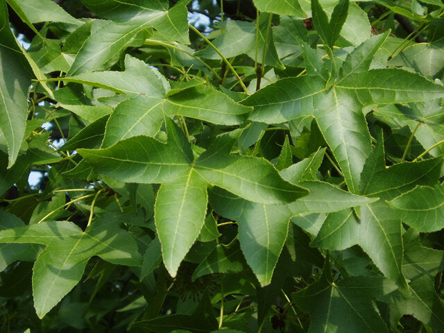 Sweetgum (Liquidambar styraciflua)