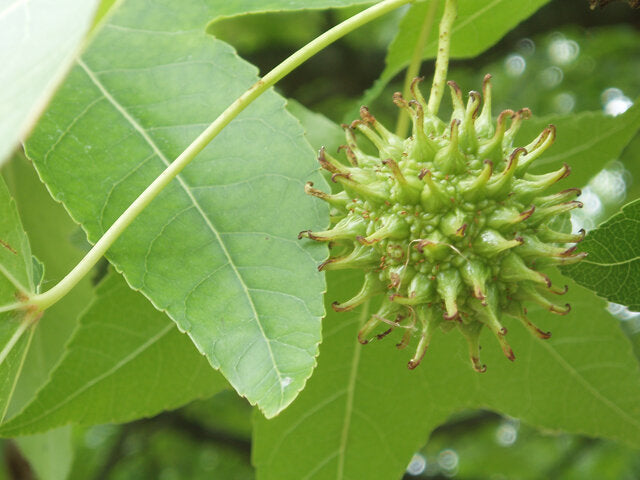 Sweetgum (Liquidambar styraciflua)