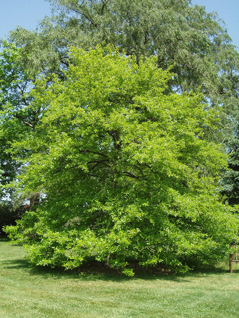 Tupelo (Nyssa sylvatica)