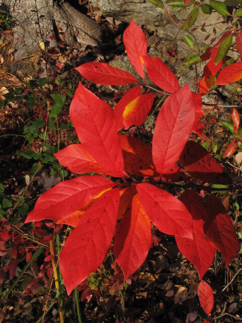 Tupelo (Nyssa sylvatica)