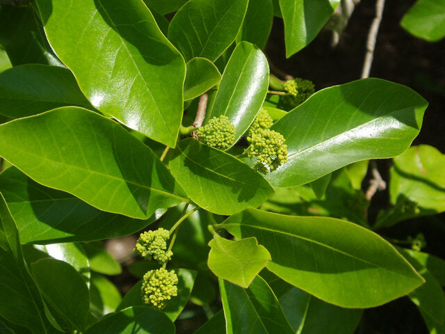 Tupelo (Nyssa sylvatica)