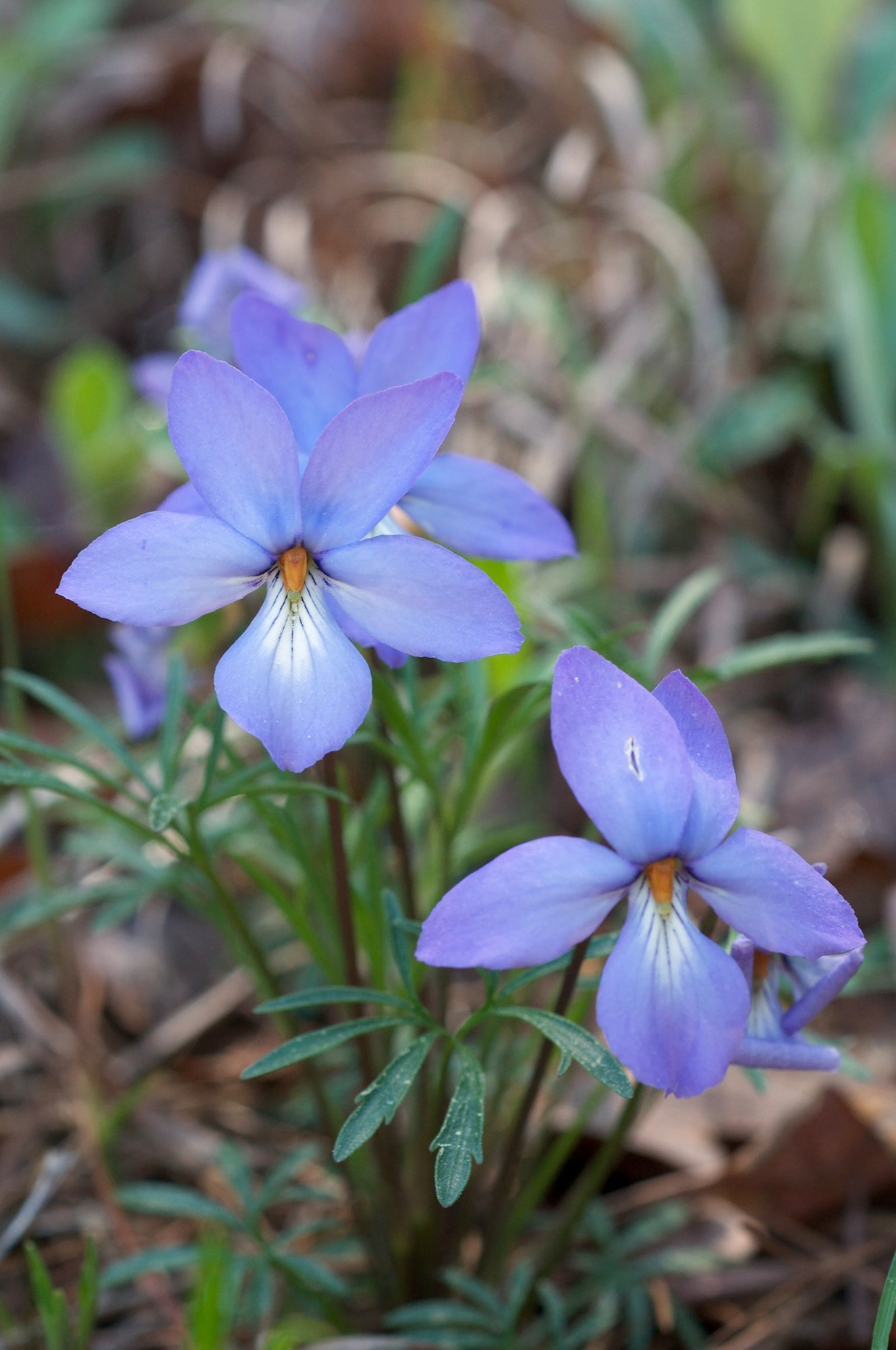 Bird's Foot Violet (Viola pedata)