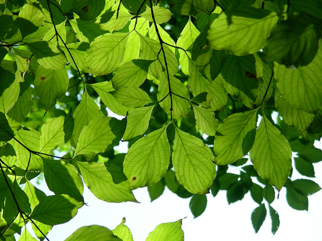 Flowering Dogwood (Cornus florida)