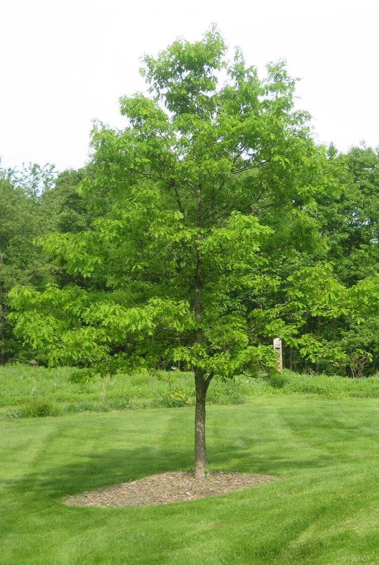 White Oak (Quercus alba)