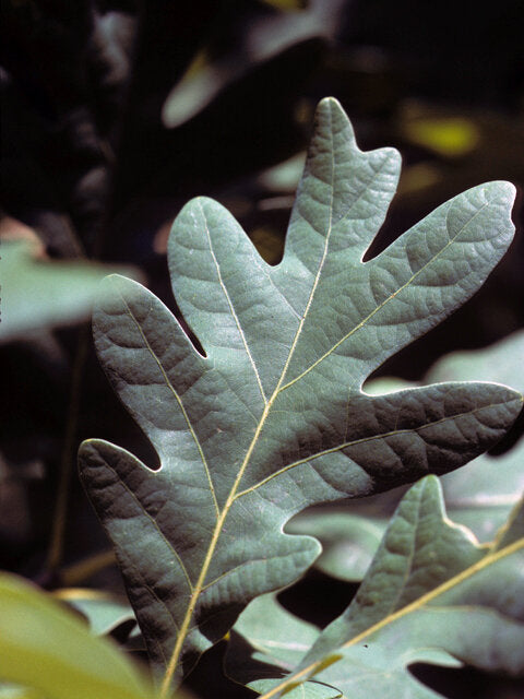 White Oak (Quercus alba)