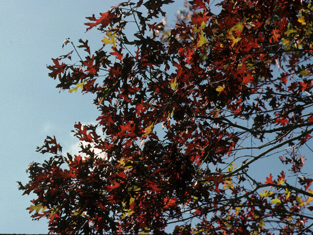 White Oak (Quercus alba)