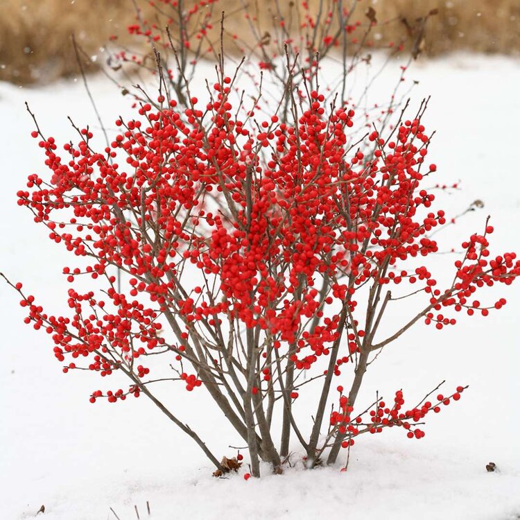 Winterberry – Female (Ilex verticillata)