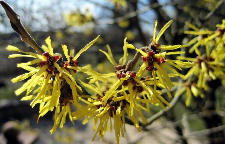 Common Witch-hazel (Hamamelis virginiana)