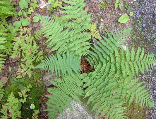 Wood Fern (Dryopteris marginalis)