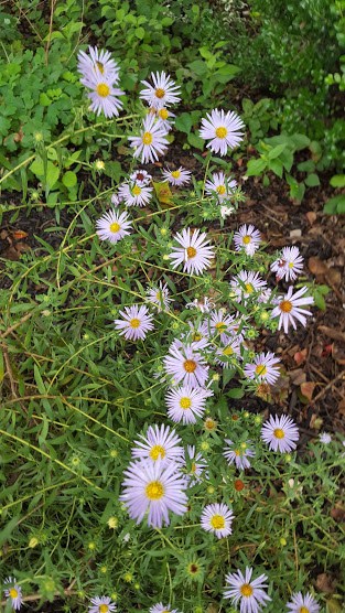 Aromatic Aster (Aster oblongifolius)