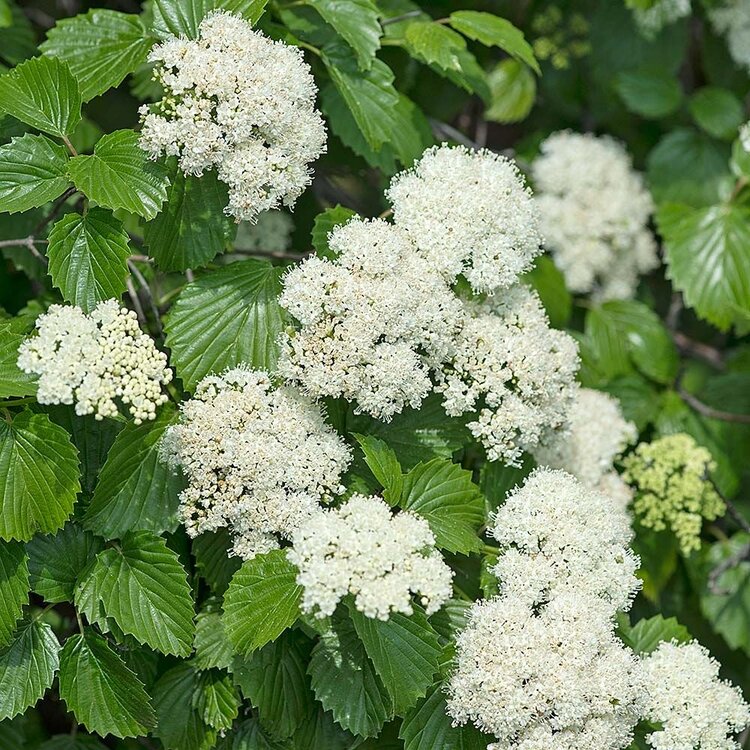 Arrowwood Viburnum (Viburnum dentatum)