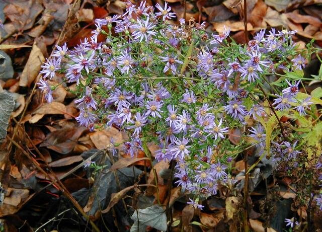 Blue Wood Aster (Aster cordifolius)