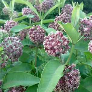 Common Milkweed (Asclepias syriaca)