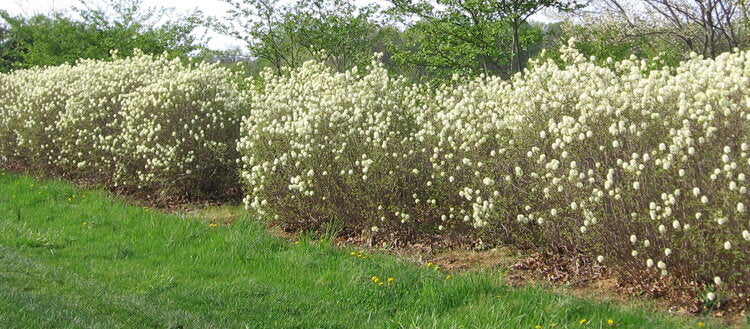 Dwarf Fothergilla (Fothergilla gardenii) 'Mount Airy'