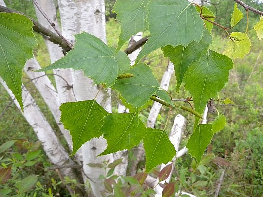 Gray Birch (Betula populifolia)