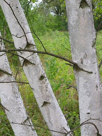 Gray Birch (Betula populifolia)