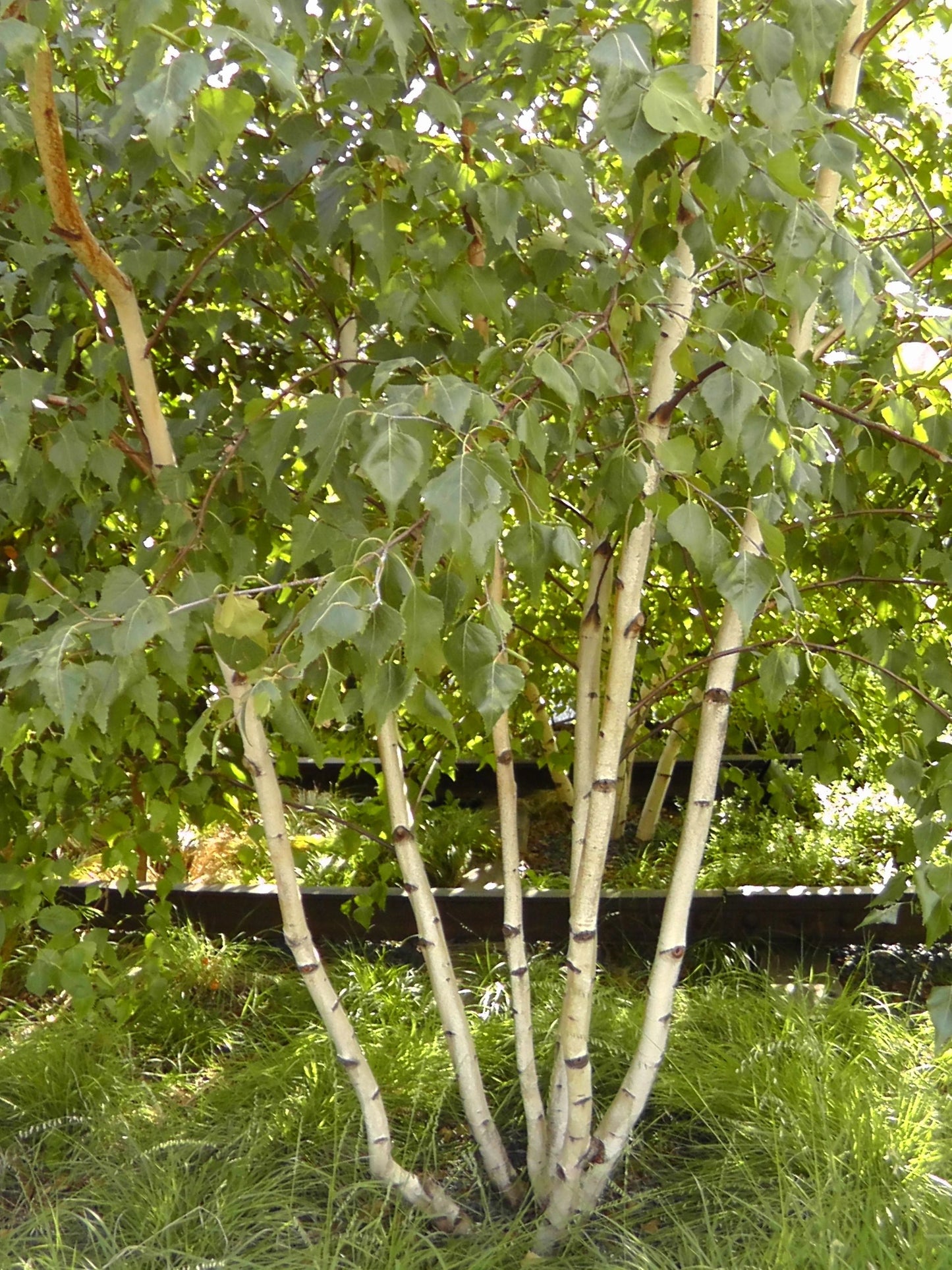 Gray Birch (Betula populifolia)