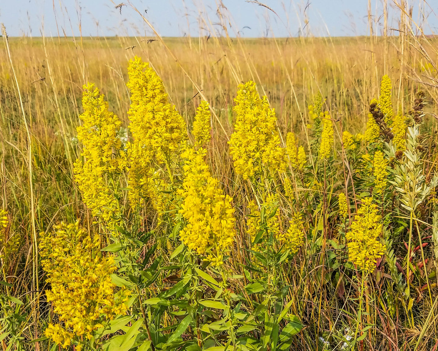 Showy Goldenrod (Solidago speciosa)