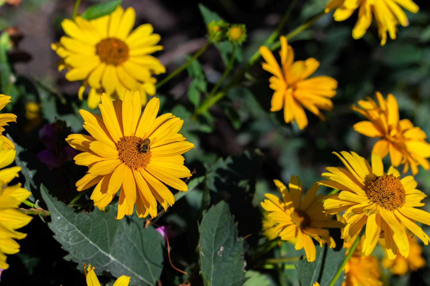 Early Sunflower (Heliopsis helianthoides)