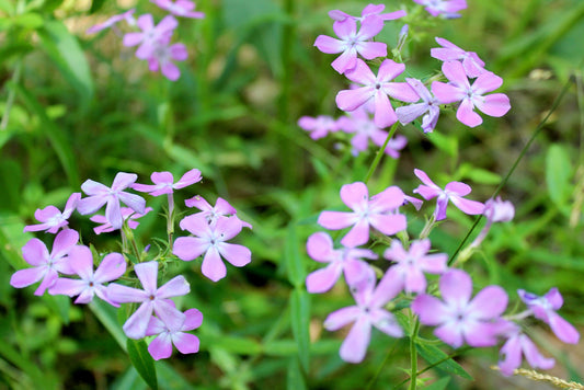 Wild Blue Phlox (Phlox divaricata)