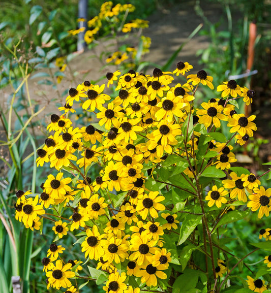 Brown-eyed Susan (Rudbeckia triloba)