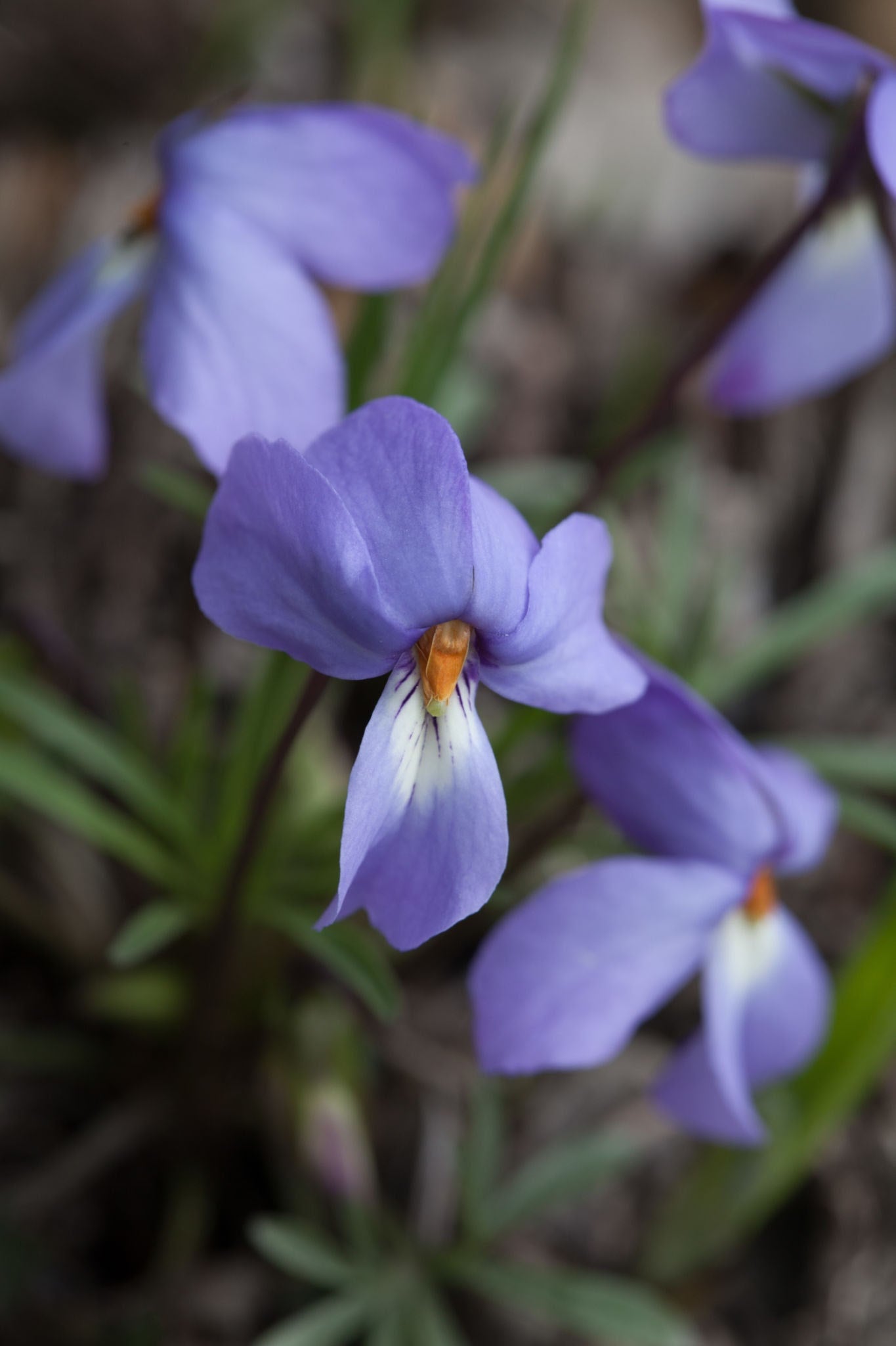 Bird's Foot Violet (Viola pedata)