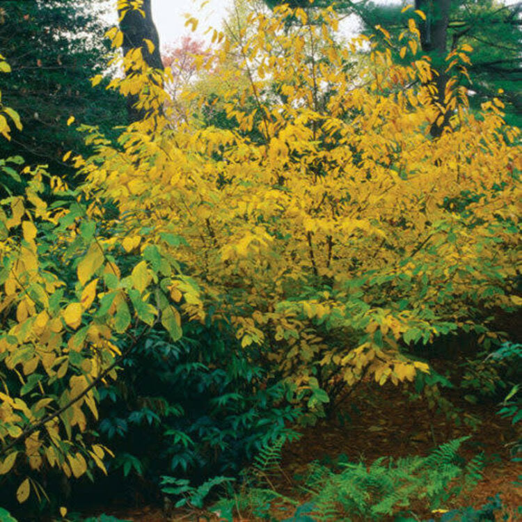 Spicebush (Lindera benzoin)