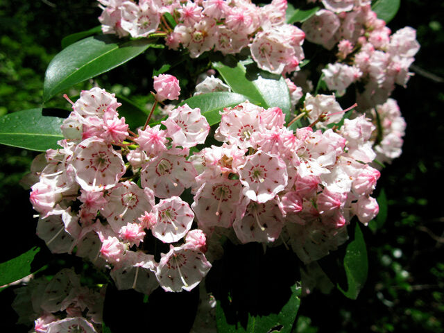 Mountain Laurel (Kalmia latifolia)