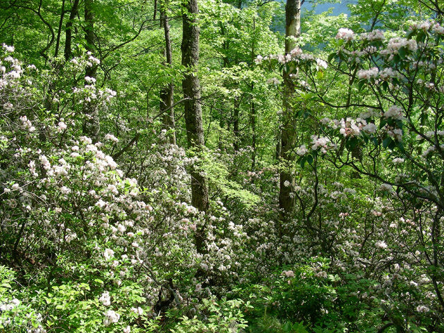 Mountain Laurel (Kalmia latifolia)