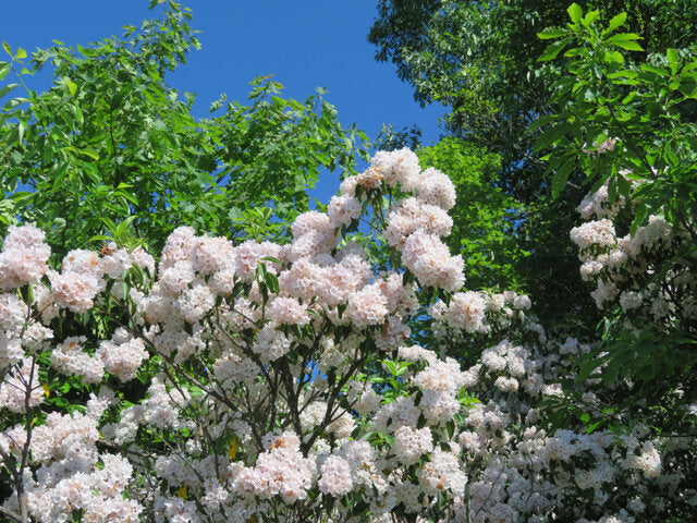 Mountain Laurel (Kalmia latifolia)