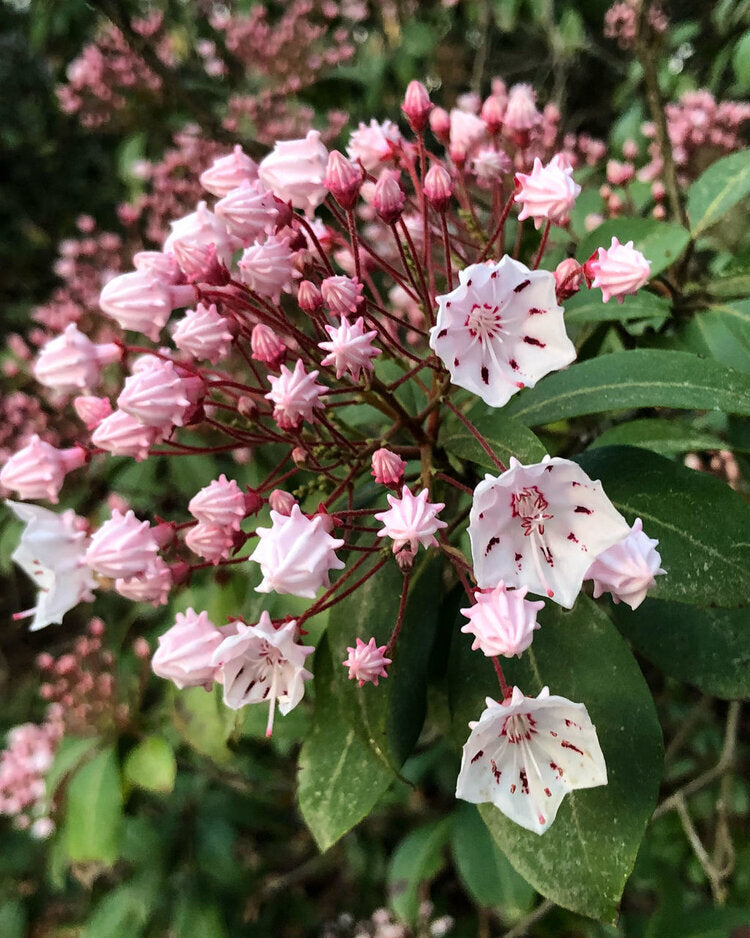 Mountain Laurel (Kalmia latifolia)