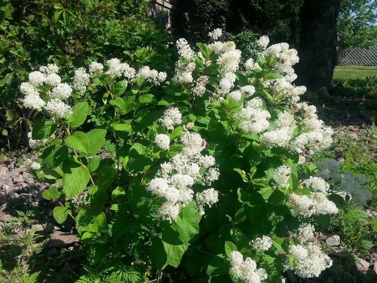 New Jersey Tea (Ceanothus americanus)