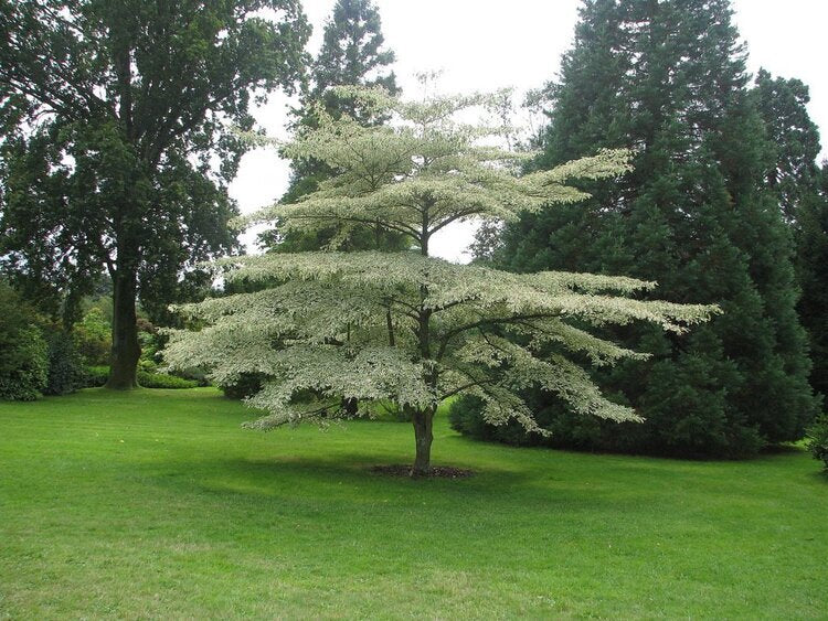 Pagoda Dogwood (Cornus alternifolia)