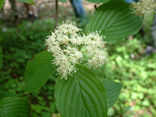 Pagoda Dogwood (Cornus alternifolia)
