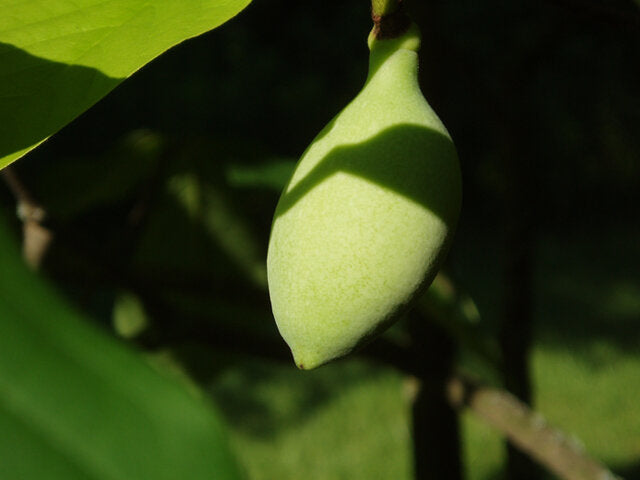 Pawpaw (Asimina triloba)