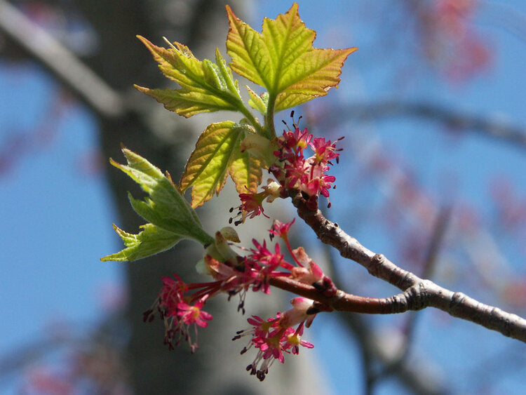 Red Maple (Acer rubrum)