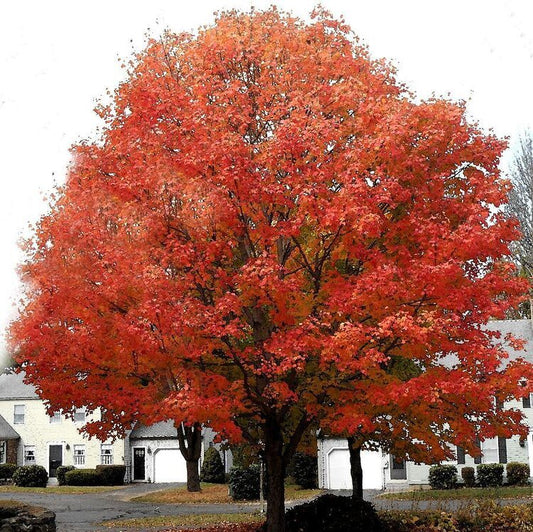 Red Maple (Acer rubrum)