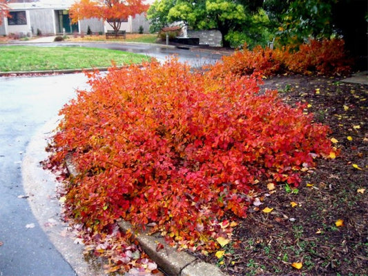 Fragrant Sumac (Rhus aromatica)