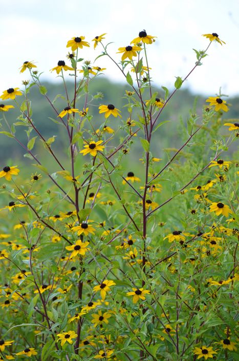 Brown-eyed Susan (Rudbeckia triloba)