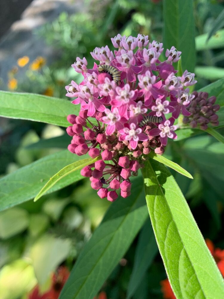 Swamp Milkweed (Asclepias incarnata)