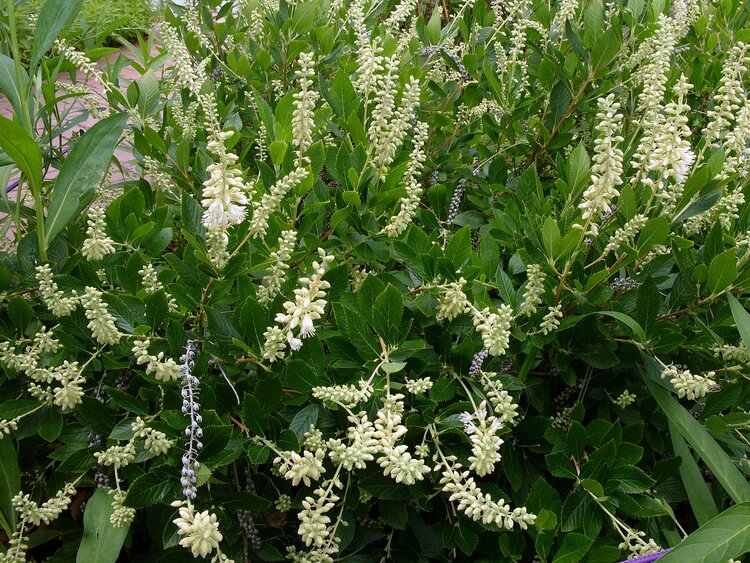 Summersweet (Clethra alnifolia)
