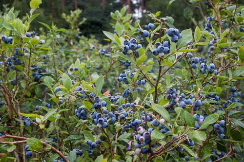 Highbush Blueberry (Vaccinium corymbosum)